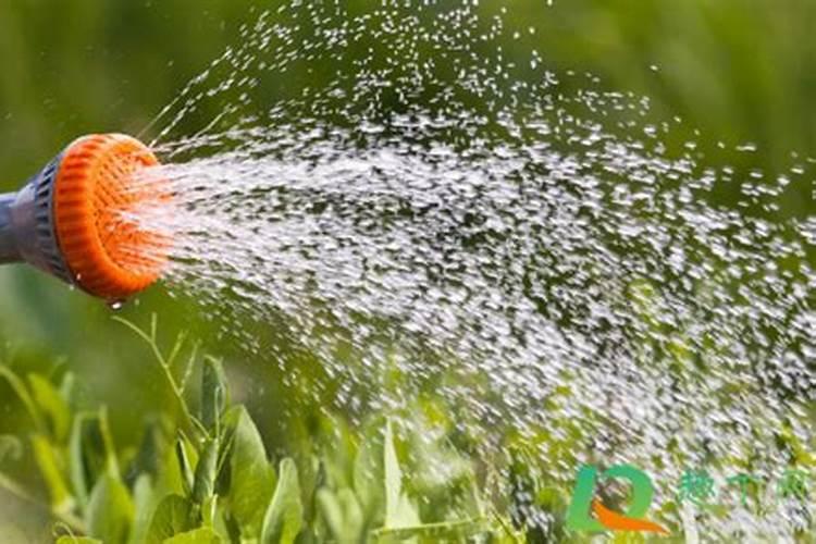 西红柿可以施复合肥吗