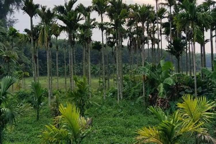 槟榔施什么肥保果 一年内结果开花多少次