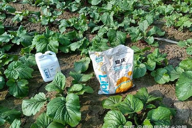 鱼蛋白肥料的功效与作用