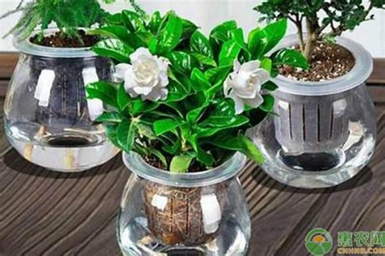 水养栀子花冬季能施肥吗 可以一直水养吗