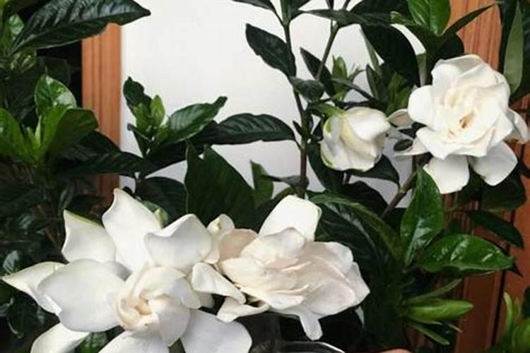 水培栀子花怎样养