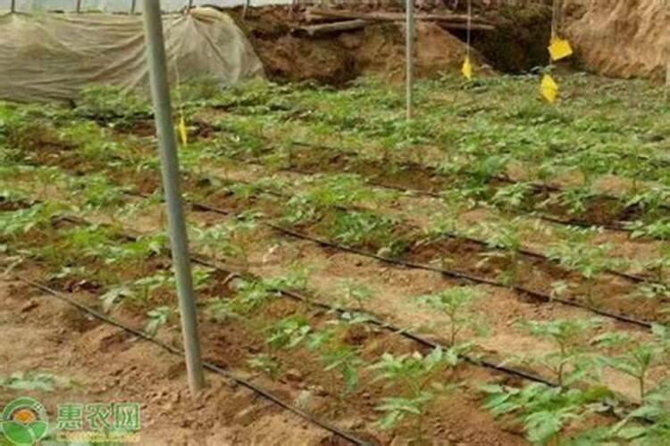 撒完复合肥后持续下雨怎么办？