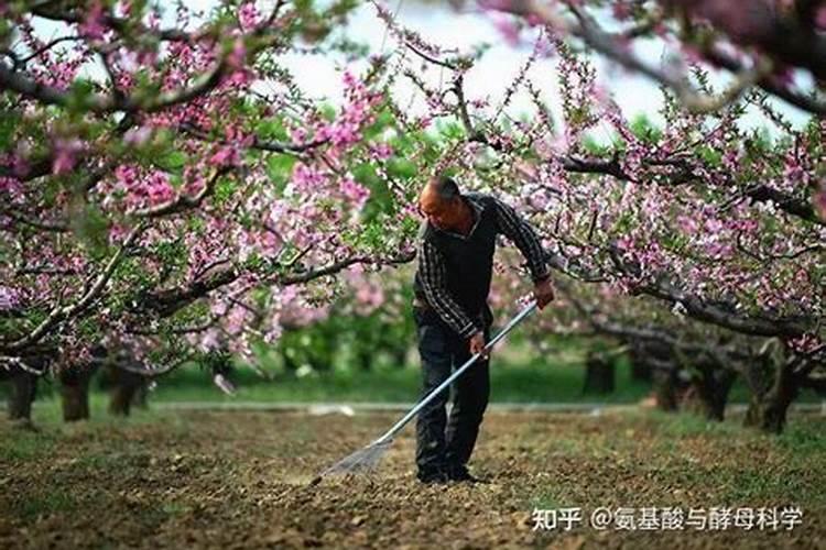 种植马铃薯施肥方法