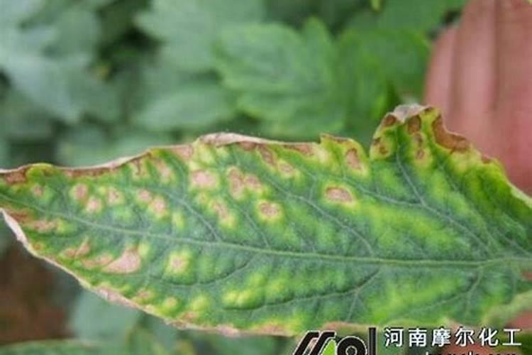 植物缺肥症状及对应的花肥沤制方法:薄肥淡施