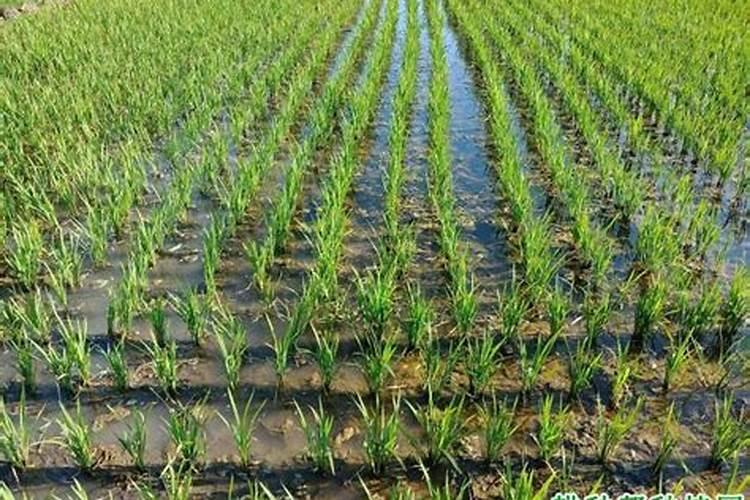 雨水多如何施肥呢