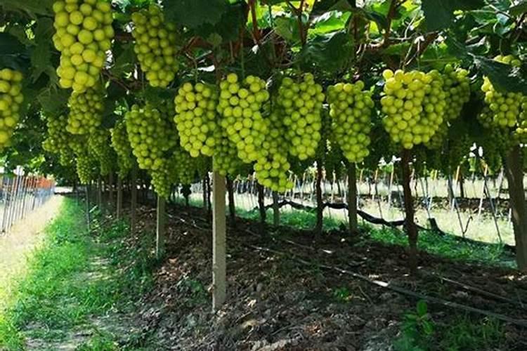 阳光玫瑰葡萄用羊粪做冬肥可以吗？