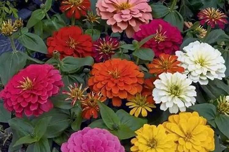 百日草生长期养护要点,百日草一年四季的养护方法