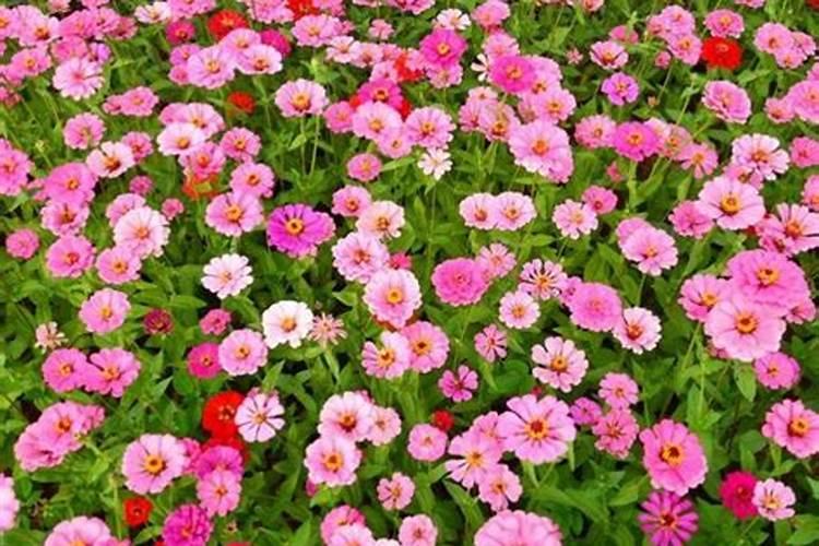 百日草怎么浇水,四季不同浇水方法