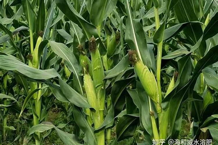 硅肥和钙肥能不能一起用