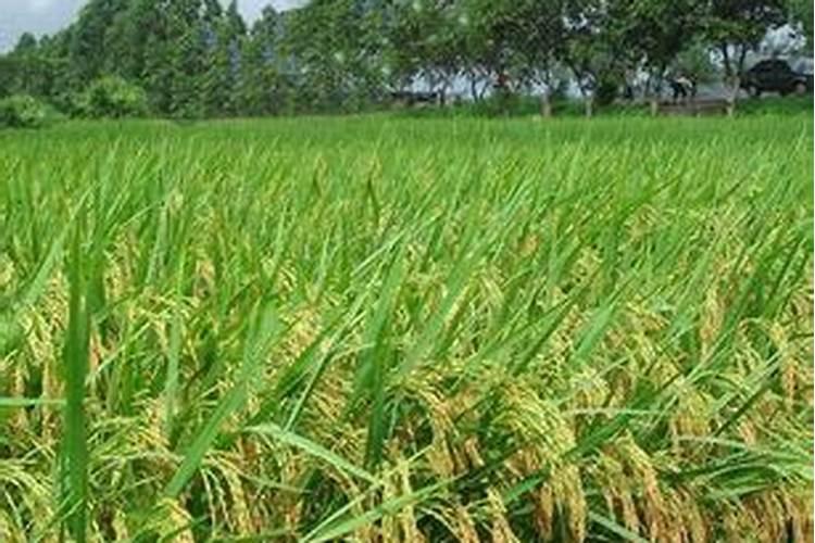什么时候使用果树叶面肥效果最好 需要注意问题有