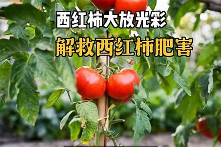西红柿肥害的症状及补救措施