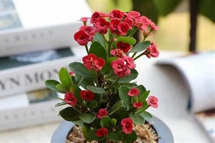 铁海棠怎么施肥