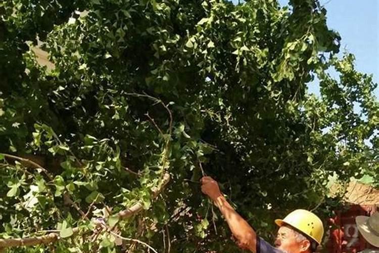 新栽的果树苗,枇杷,橙子树苗,多久可以施肥!