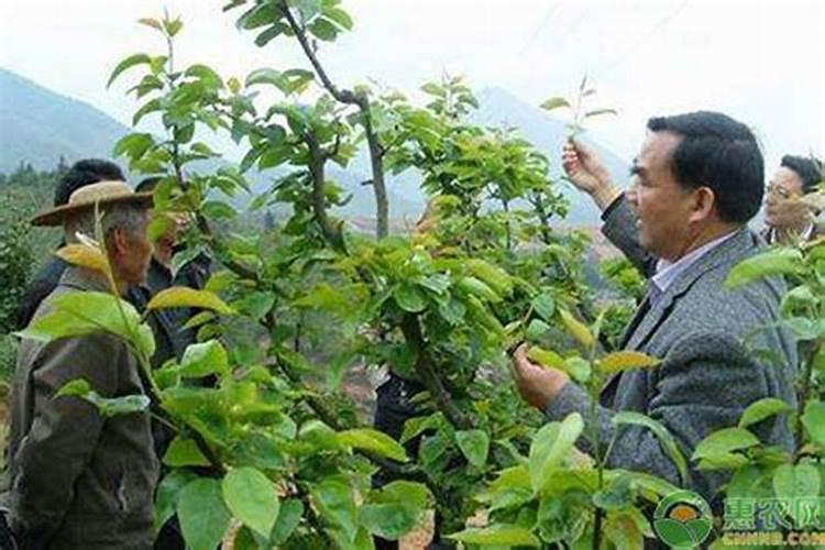 梨树叶子变突然变黄了,甚至快死了是什么病求帮助谢谢!