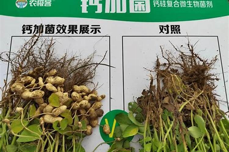 超市买来的小葱怎么种