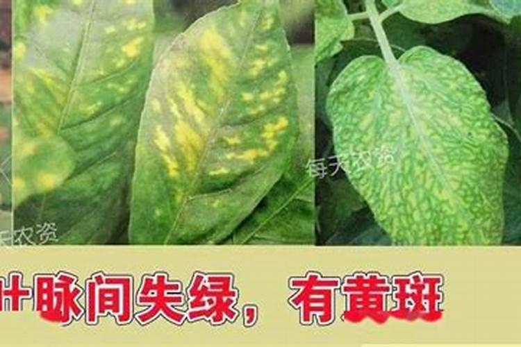 黄豆叶黄(如图)怎么办？