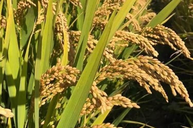 种植黄瓜,出现“大肚瓜”,该怎么样防治呢？