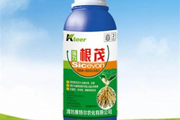 柑橘树上可以冲施矿源和鱼蛋白吗？