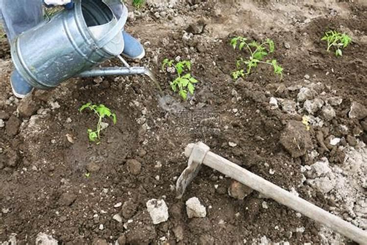 种植花生施肥时间及方法