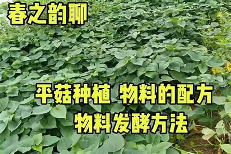 多肉植物移栽土里要施肥吗？