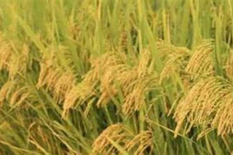 硅肥在水稻的作用及使用方法