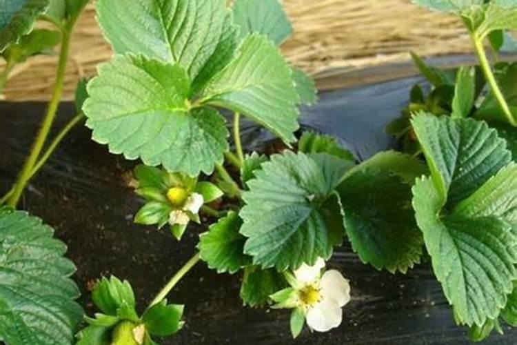 花种下多久可以施肥