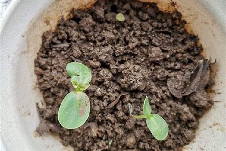 天冬种多久可以施肥