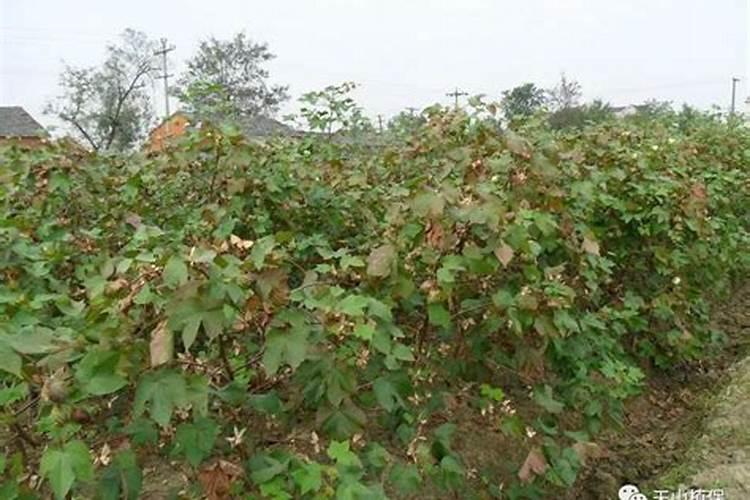 棉花种植使用黄腐酸钾什么时候合适？种植棉花增产施肥如何做百度...