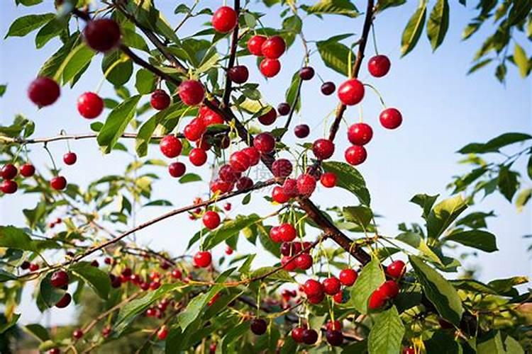 夏季樱桃树打什么叶面肥好