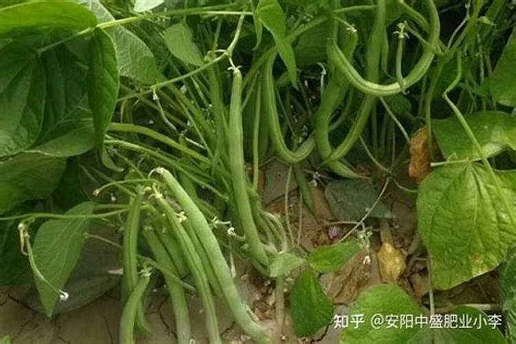 四季豆的正确种植方法是什么