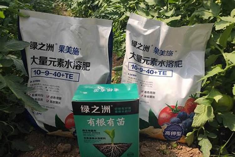 百日草多久浇一次水