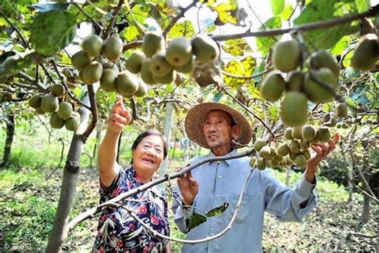 板栗树硼中毒怎么办？好像是下硼砂下多了,树叶的边缘干了