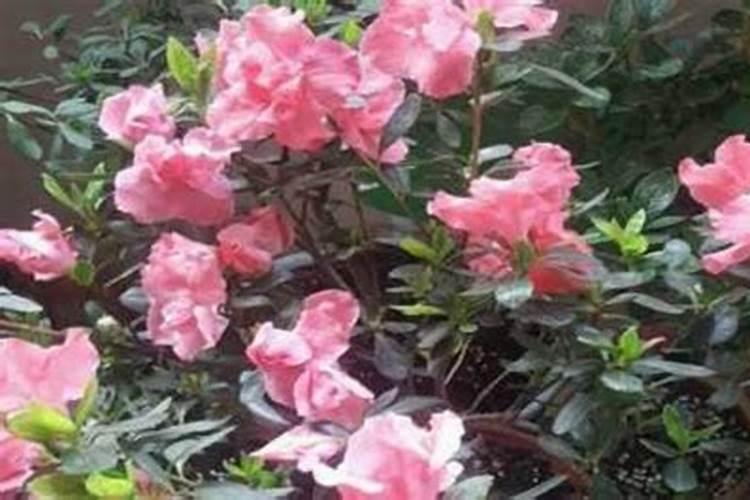 夏季如何给杜鹃花施肥