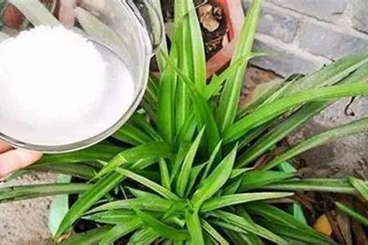 海水养殖中用到的海水水草植物有哪些