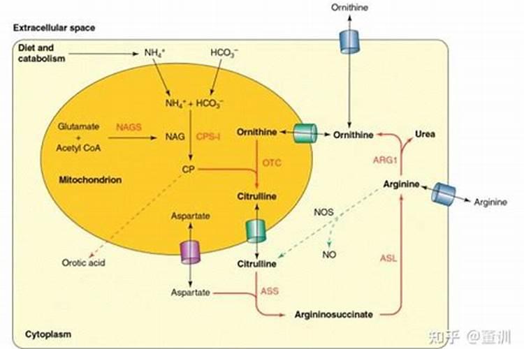 能在山西卖的钙片有哪些牌子的