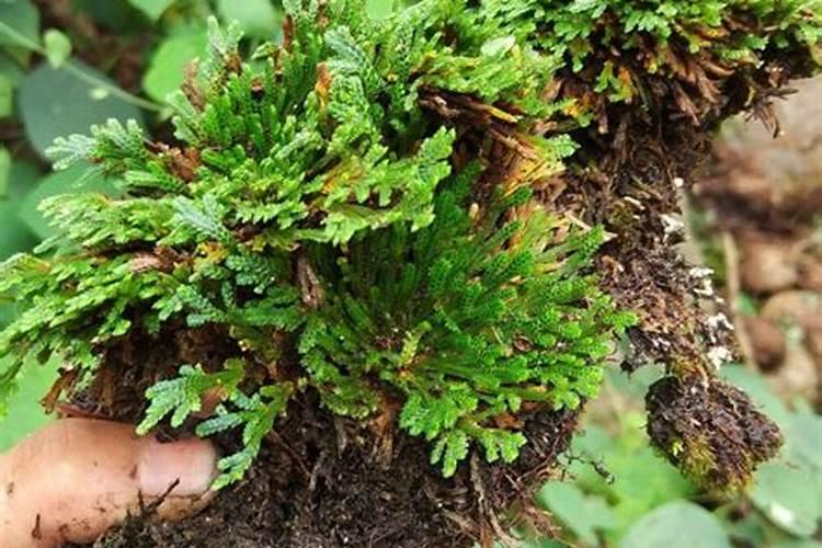 济州真柏盆景怎么养护