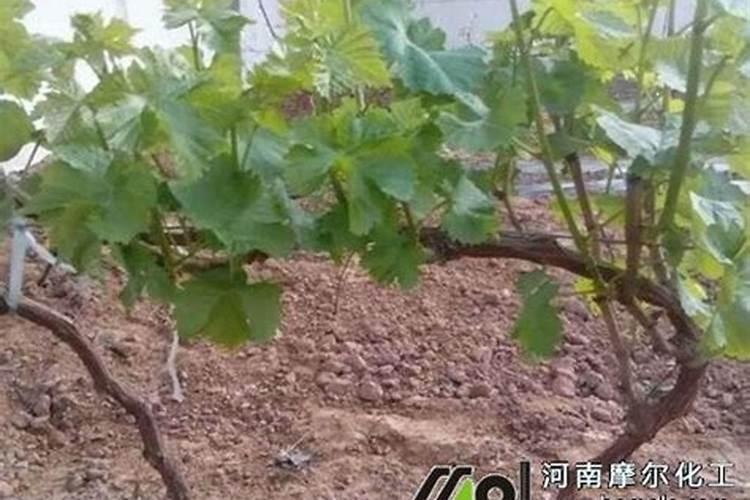 树苗施什么肥长得快