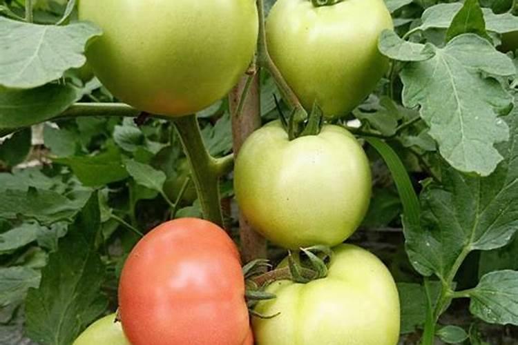 花椒树扦插的繁殖方法花椒树苗扦插法