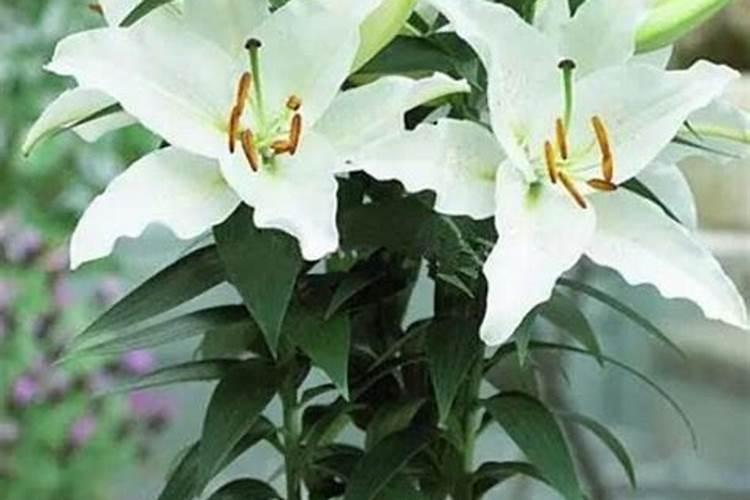 百合叶子发黄,应该怎么办？