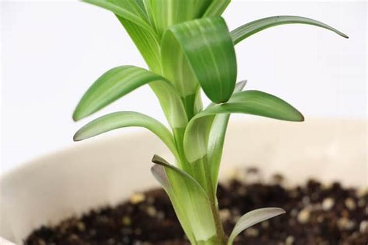 百合叶子发黄怎么办