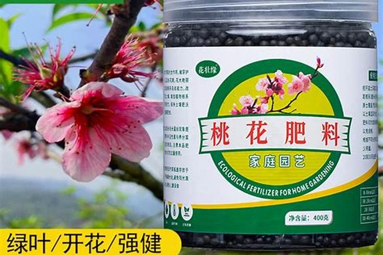 冬天怎样养八角金盘,埋入基肥合理光照