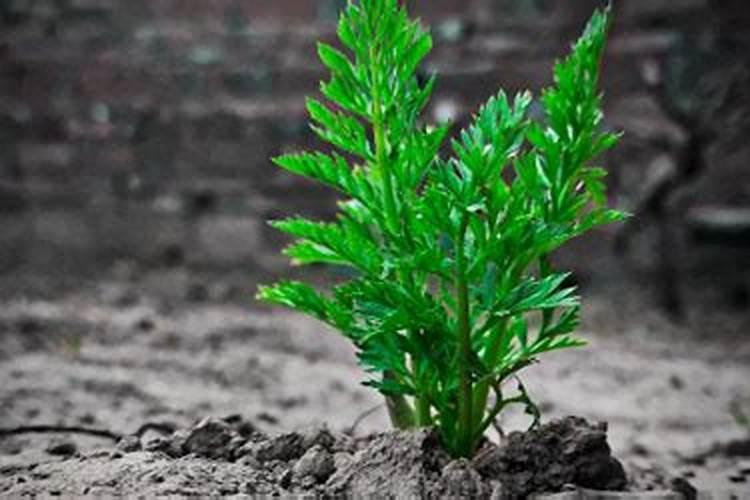 菜地肥用2种肥最好