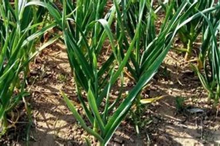 种大蒜什么时间施肥最好