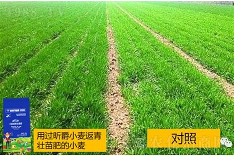 小麦底肥不用钾肥,追肥时沟施钾肥可以吗