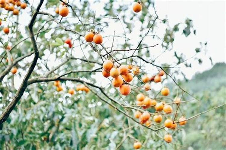 柿子树怎么施肥