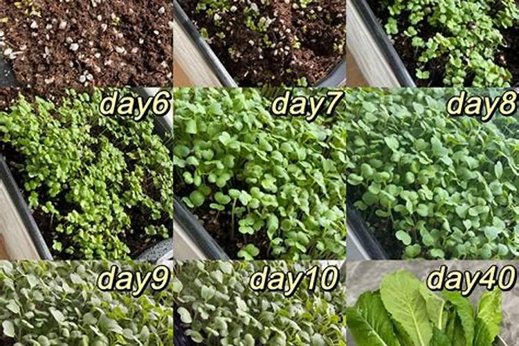 大白菜施肥用什么肥好