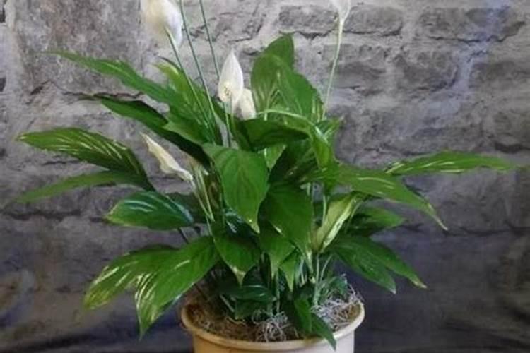 苹果施肥什么肥最好？!!!