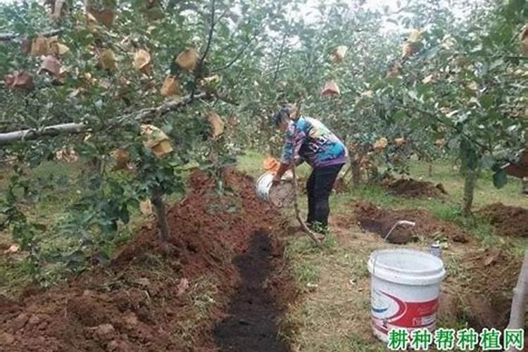 林木专用有机肥可用于果树施肥吗