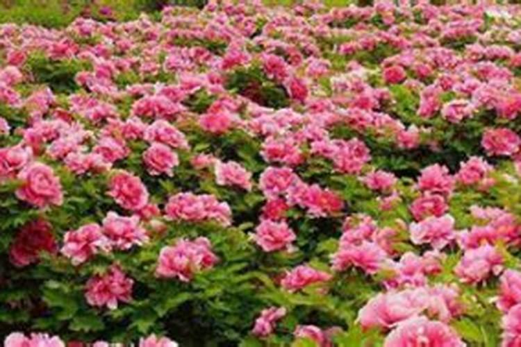 牡丹开花后怎么处理