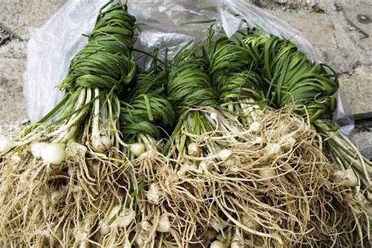 玉米有没有必要进行钾肥冲施？